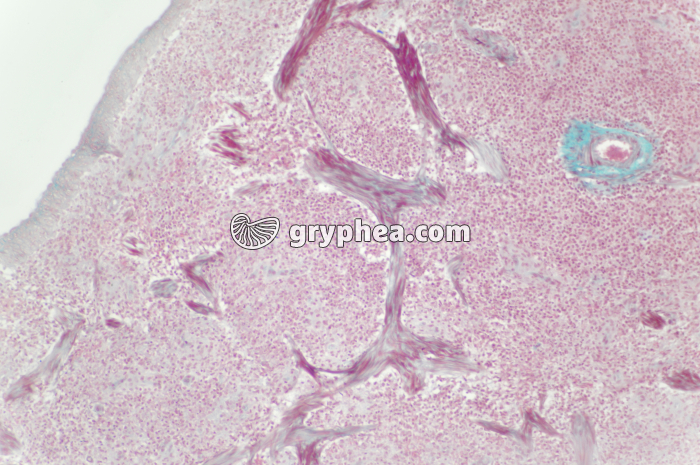 Rate x40 - gryphea.org